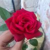 user4707594825556
