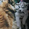 tarou102006210812