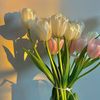 tulips_lover04