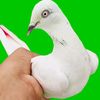 majid.iqbal.3482