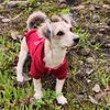 nala.la.perrita8
