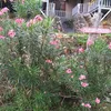 mel06917