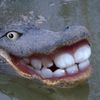 gatortoesgobrazy