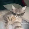 omaritigere1