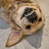 nala_show_and_co