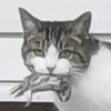 vikir_d_cat