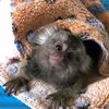 marmosetforadoption