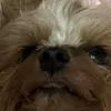 pipiyorkiegirl