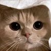 chocopie_ddu