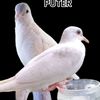putra.puteran6