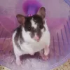 hamham777.com