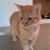cat.lover8809