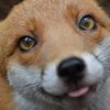 xiaoyingskuckyfox
