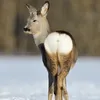 skipthisstep421