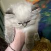 tofu.ragdolllife