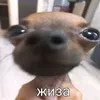 toxic_4338