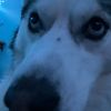 luna_the_husky9