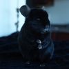 chinfluencer.scar