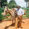 muladeiro1987