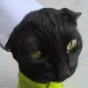 lechatmonocouille