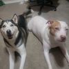 buddy.and.bane