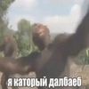 shnokers0