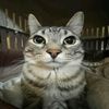 meow32970