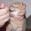 ra_cucu0