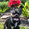 erwin_the.frenchie