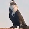 al_12v0