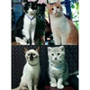 furbabies4_