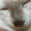 jeannrafc0h