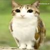 singa12.3