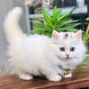 whitecat_cats