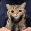 predatorhamster