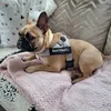 bella_the_frenchie2023