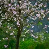 pinkcloud099