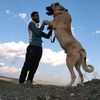 aslan_tasdemir