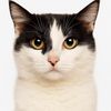 xmockingcat