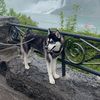 millebesthusky