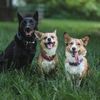 dogsonthedunes