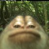 catdogeatingborderhopper