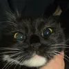 cat.in.blackk