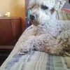 felipe_gomez084
