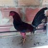 omarquintero633