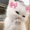 mowwyyou