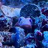 underwater.sloth