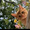 meeow061