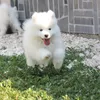 Samoyed Kennel Boreas