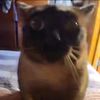 titoinf2